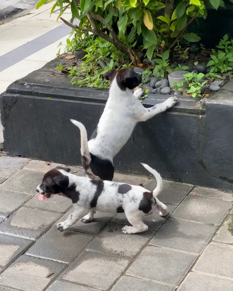 Dogs!